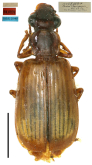 Parena (Bothynoptera) shapingensis Xie & Yu, 1993b: 192