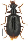 Parena (Bothynoptera) tesari (Jedlicka, 1951)