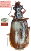 Parena (Bothynoptera) tesari (Jedlicka, 1951)