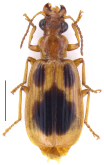 Parena (Bothynoptera) triguttata Shi & Liang, 2023