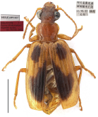 Parena (Bothynoptera) triguttata Shi & Liang, 2023