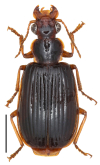 Parena (Bothynoptera) tripunctata (Bates, 1873)