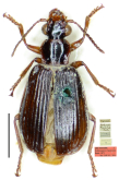 Parena (Bothynoptera) tripunctata (Bates, 1873)
