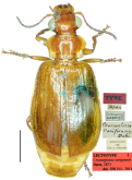 Parena (Crossoglossa) cavipennis (Bates, 1873)