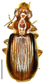 Parena (Parena) amamiooshimensis Habu, 1964