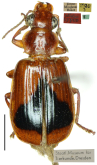 Phloeodromus sellatus Heller [= Parena fasciata (Chaudoir)]