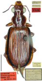 Parena (Parena) nigrolineata (Chaudoir, 1852)