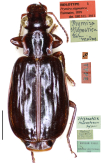 Parena (Parena) stigmatica (Fairmaire, 1899)