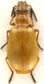 Parena sulawesiensis Kirschenhofer, 2006 Parena sulawesiensis Kirschenhofer, 2006