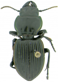 Pasimachus (Emydopterus) cordicollis (Chaudoir, 1862)