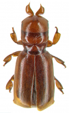Hylotorus bucephalus (Gyllenhal, 1817)