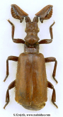 Paussus (Cochliopaussus) seyriganus Jeannel, 1946