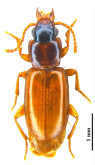 Perigona (Perigona) liboloensis Serrano & Capela, 2017