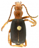 Pheropsophus (Stenaptinus) amnicola Darlington, 1968