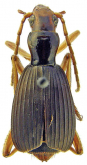 Pheropsophus (Stenaptinus) bidoupensis Fedorenko, 2013