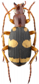 Pheropsophus (Stenaptinus) catoirei (Dejean, 1825) Pheropsophus (Stenaptinus) catoirei (Dejean, 1825)