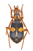 Pheropsophus (Stenaptinus) jessoensis A.Morawitz, 1862 Pheropsophus (Stenaptinus) jessoensis A.Morawitz, 1862