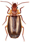 Philophlaeus australis (Dejean, 1826)