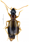Philorhizus occitanus Allegro, Giachino, Bisio & Guintelli, 2015 Philorhizus occitanus Allegro, Giachino, Bisio & Guintelli, 2015
