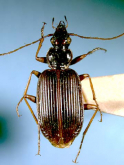 Platynus (Batenus) satsunanus Habu, 1974 Platynus (Batenus) satsunanus Habu, 1974