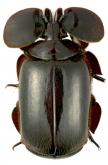 Platyrhopalopsis (Platyrhopolopsis) picteti (Westwood, 1874) Platyrhopalopsis (Platyrhopolopsis) picteti (Westwood, 1874)