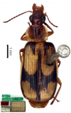 Plochionus (Menidius) pictipennis (Reiche, 1842)