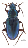 Pogonus (Pogonus) smaragdinus Waltl, 1835: 53