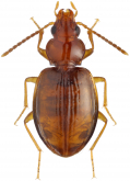 Porotachys bisulcatus (Nicolai, 1822) Porotachys bisulcatus (Nicolai, 1822)