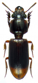 Pseudoclivina grandis (Dejean, 1826) Pseudoclivina grandis (Dejean, 1826)