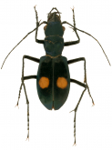 Pseudoxycheila andina Cassola, 1997 Pseudoxycheila andina Cassola, 1997