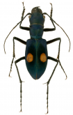 Pseudoxycheila atahualpa Cassola, 1997 Pseudoxycheila atahualpa Cassola, 1997