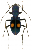 Pseudoxycheila bipustulata (Latreille, 1811) Pseudoxycheila bipustulata (Latreille, 1811)