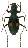 Pseudoxycheila caribe Cassola, 1997 Pseudoxycheila caribe Cassola, 1997