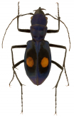 Pseudoxycheila ceratoma Chaudoir, 1865 Pseudoxycheila ceratoma Chaudoir, 1865