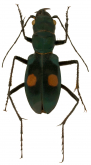Pseudoxycheila chaudoiri Dokhtouroff, 1882 Pseudoxycheila chaudoiri Dokhtouroff, 1882