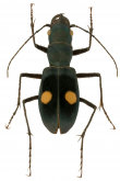 Pseudoxycheila colombiana Cassola, 1997 Pseudoxycheila colombiana Cassola, 1997