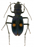 Pseudoxycheila confusa Cassola, 1997 Pseudoxycheila confusa Cassola, 1997