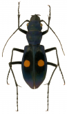 Pseudoxycheila inca Cassola, 1997 Pseudoxycheila inca Cassola, 1997