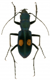 Pseudoxycheila lateguttata lateguttata s.str. Pseudoxycheila lateguttata lateguttata s.str.
