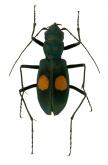Pseudoxycheila lateguttata peruviana Cassola, 1997 Pseudoxycheila lateguttata peruviana Cassola, 1997
