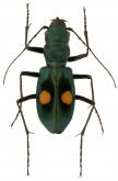 Pseudoxycheila nitidicollis Cassola, 1997 Pseudoxycheila nitidicollis Cassola, 1997