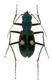 Pseudoxycheila pseudotarsalis Cassola, 1997 Pseudoxycheila pseudotarsalis Cassola, 1997
