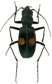 Pseudoxycheila quechua Cassola, 1997 Pseudoxycheila quechua Cassola, 1997