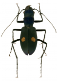 Pseudoxycheila tarsalis Bates, 1869 Pseudoxycheila tarsalis Bates, 1869
