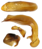 Pterostichus (Badistrinus) neglectus A.Morawitz, 1862
