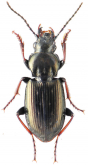 Pterostichus oblongopunctatus (Fabricius, 1787: 202)