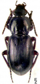 Pterostichus (Cryobius) nigripalpis Poppius, 1906