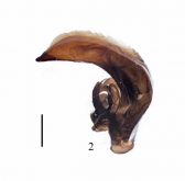 Pterostichus (Feronidius) melas italicus Dejean, 1828: 274