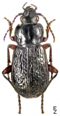 Pterostichus (Lenapterus) cancellatus (Motschulsky, 1860)