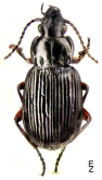 Pterostichus (Lenapterus) costatus (Menetries, 1851)